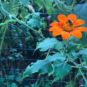 image of orange flower with bumble bee